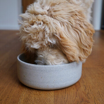 DOG Hundenapf "Bowie" (L)